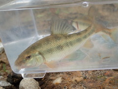 Erimyzon claviformis