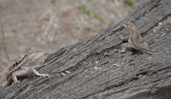 Microlophus occipitalis