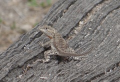 Microlophus occipitalis