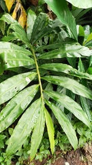 Alpinia caerulea