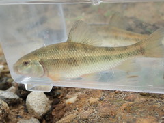 Erimyzon claviformis