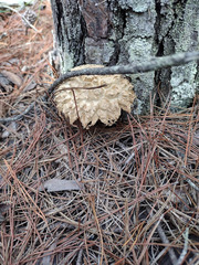 Boletellus ananas image