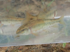 Erimyzon claviformis