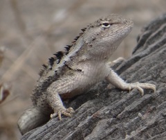 Microlophus occipitalis