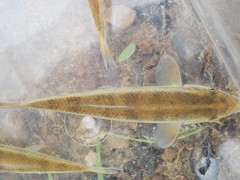 Erimyzon claviformis