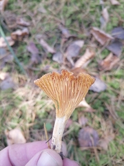 Cantharellus cibarius