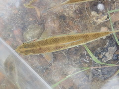 Erimyzon claviformis