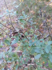 Chamaecytisus