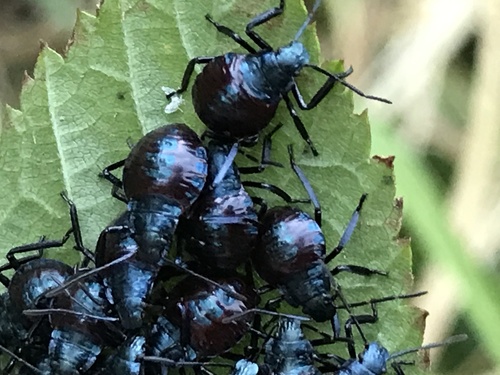 Giant Strong-nosed Stink Bug photo 5