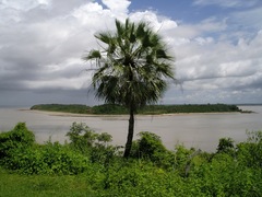 Copernicia prunifera