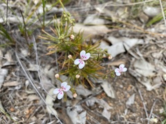 Stylidium dichotomum