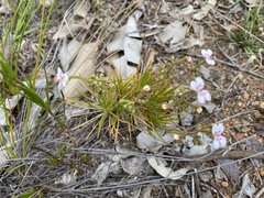 Stylidium dichotomum