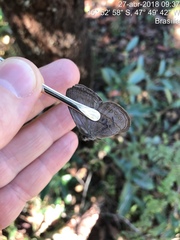 Nhambikuara cerradensis