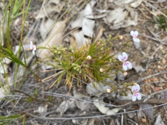 Stylidium dichotomum