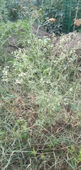 Parthenium hysterophorus