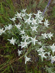 Leontopodium ochroleucum