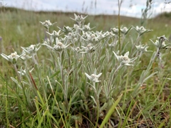 Leontopodium ochroleucum