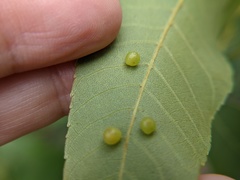 Caryomyia deflexipili