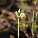 Pterostylis leptochila - Photo (c) michelle__p, some rights reserved (CC BY-NC)