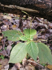 Impatiens parviflora