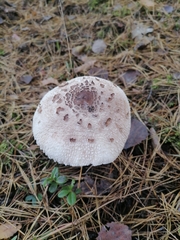 Macrolepiota procera