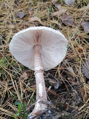 Macrolepiota procera