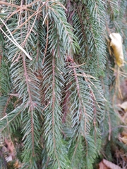 Picea abies