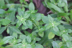 Spermacoce mauritiana