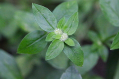 Spermacoce mauritiana