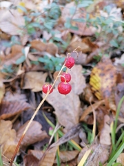 Convallaria majalis