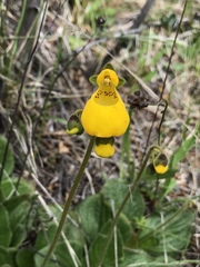 Calceolaria biflora
