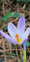 Crocus serotinus