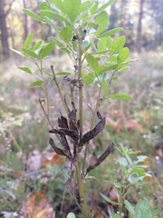 Chamaecytisus