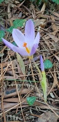 Crocus serotinus