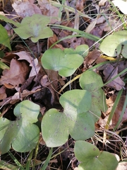 Hepatica nobilis