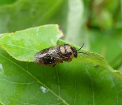 Diprioninae