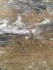 Leiobunum religiosum