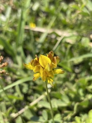 Listia bainesii