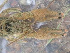 Faxonius rafinesquei