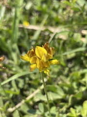 Listia bainesii