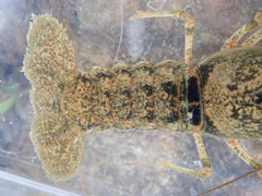 Faxonius rafinesquei