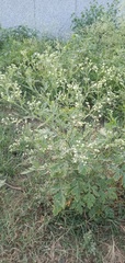Parthenium hysterophorus