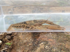 Faxonius rafinesquei