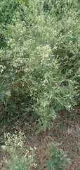Parthenium hysterophorus