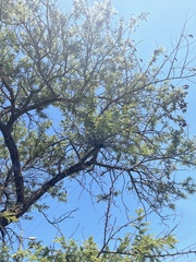 Vachellia rehmanniana