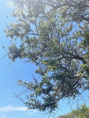 Vachellia rehmanniana