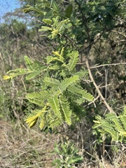 Vachellia rehmanniana