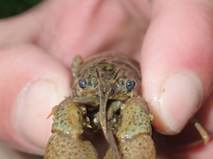 Faxonius rafinesquei