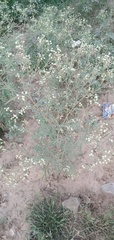 Parthenium hysterophorus