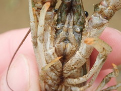 Faxonius rafinesquei